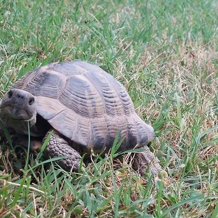 Casa vacanze Nathanael Pogradec