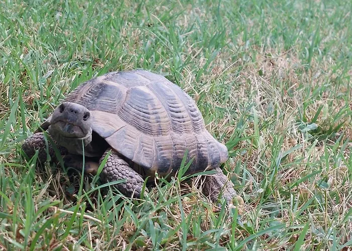 Casa vacanze Nathanael Pogradec